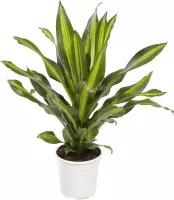 Hellogreen Kamerplant - Dracaena Drakenbloedboom Burley - ↕ 105 cm