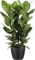 Ficus Audrey in ELHO sierpot (zwart) ↨ 75cm - hoge kwaliteit planten