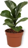 WL Plants - Ficus Lyrata - Tabaksplant - Vioolbladplant - Kamerplant - Luchtzuiverend - ± 25cm hoog – 12cm diameter - In Kweekpot