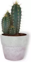 Cactus Pilosocereus Azureus  - ± 25 cm hoog – 12cm diameter - in lila betonnen pot