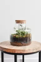 Botame DIY Duurzaam Terrarium Ecosysteem met Kurk - Hedera Helix - Inich