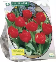 Plantenwinkel Tulipa Dubbel Vroeg Abba tulpen bloembollen per 20 stuks