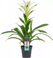 Mama's Planten - Guzmania Mara - Bromelia - Wit - Bloeiende Kamerplant - Geeft Sfeer En Zuurstof - ↨ 60cm - ⌀ 13cm