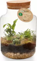 Ecosysteem plant met lamp - Ecoworld Jungle Biosphere - Ecosysteem in Fles met lamp - 3 Varen Planten - Basic Glas XL - Ø 22 cm - Hoogte 33 cm