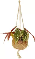 Hellogreen Kamerplant - Stippenplant Begonia Maculata - 25 cm - Kokodama hangplant