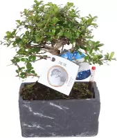 Bonsai Carmona incl. sierpot keramiek stone - Incl. watergeefmeter - Kamerplant - ↑ 30-35 cm - Pot-Ø 17cm