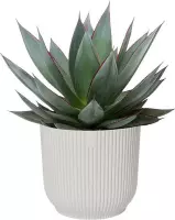 Kamerplant van Botanicly – Agave Shaka Zulu in witte ELHO plastic pot als set – Hoogte: 20 cm