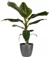 Hellogreen Kamerplant - Musa Dwarf Cavendish - 80 cm - Elho brussels antracite