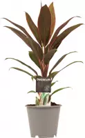 Hellogreen Kamerplant - Cordyline Rumba - 40 cm