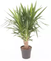 Kamerplant van Botanicly – Palmlelie – Hoogte: 100 cm – Yucca