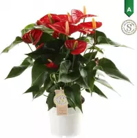 Hellogreen Kamerplant - Anthurium Red Champion - 50 cm