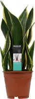 Kamerplant van Botanicly – Vrouwentongen – Hoogte: 55 cm – Sansevieria Fire