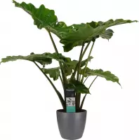 Kamerplant van Botanicly – Olifantsoor incl. sierpot antraciet als set – Hoogte: 80 cm – Alocasia portodora