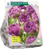 Plantenwinkel Tulipa Blue Wow tulpen bloembollen per 5 stuks