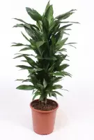 Kamerplant van Botanicly – Drakenboom – Hoogte: 125 cm – Dracaena fragr. Janet Lind