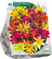 Plantenwinkel Tulipa Specie Mix tulpen bloembollen per 40 stuks
