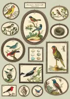 Poster Natural History Birds- Cavallini & Co - Vintage schoolplaat vogels