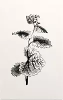 Look-zonder-look zwart-wit (Garlic Mustard) - Foto op Forex - 30 x 45 cm