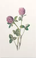 Rode Klaver (Red Meadow Clover) - Foto op Forex - 30 x 45 cm