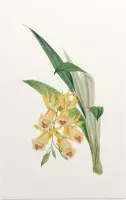 Orchidee Aquarel 2 (Orchid) - Foto op Forex - 60 x 90 cm