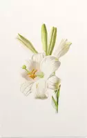 Madonnalelie (White Lily) - Foto op Forex - 60 x 90 cm