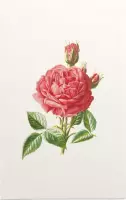 Tuinroos (Garden Rose) - Foto op Forex - 40 x 60 cm