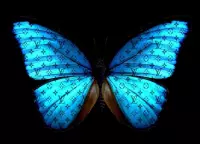 Blauwe vlinder Lv 90x60 Epoxy/resin gloss art. 12mm dik afgewerkt met 3 lagen Epoxy hars en glitters, blauwe lv vlinder