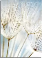 DesignClaud Dandelion Paardebloem - Botanische poster A2 + fotolijst zwart