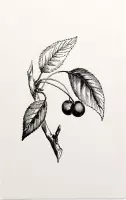Zoete Kers zwart-wit (Gean) - Foto op Forex - 40 x 60 cm