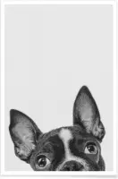 JUNIQE - Poster French Bulldog II -30x45 /Grijs & Zwart