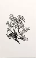 Meidoorn zwart-wit (Hawthorn) - Foto op Forex - 40 x 60 cm