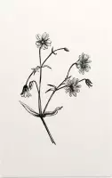 Grote Muur zwart-wit (Greater Stitchwort) - Foto op Forex - 80 x 120 cm