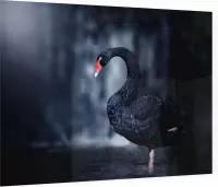 Zwarte zwaan op zwarte achtergrond - Foto op Plexiglas - 60 x 40 cm