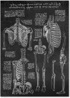 Anatomy Poster Skeleton Black - 15x20cm Canvas - Multi-color