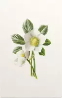 Nieskruid (Hellebore) - Foto op Forex - 60 x 90 cm