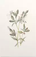 Avondkoekoeksbloem (White Campion) - Foto op Forex - 40 x 60 cm