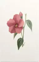 Hibiscus Aquarel (Hibiscus) - Foto op Forex - 80 x 120 cm