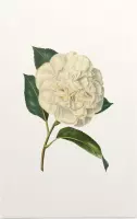 Witte Camelia Aquarel (Camelia) - Foto op Forex - 60 x 90 cm