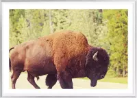 Poster Met Metaal Zilveren Lijst - Yellowstone Buffalo Poster
