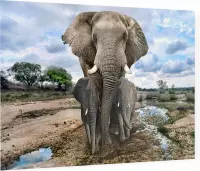 Moeder olifant met jongen - Foto op Plexiglas - 60 x 40 cm