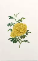 Rosa Foetida Aquarel (Persian Yellow Rose) - Foto op Forex - 40 x 60 cm