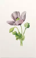 Slaapbol (Opium Poppy) - Foto op Forex - 60 x 90 cm