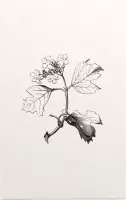 Gelderse Roos zwart-wit (Guelder Rose) - Foto op Forex - 80 x 120 cm