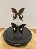 Vtw Living - Vlinder in Glazen Stolp - Vlinders - Bruin - 23 cm hoog