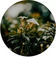 Label2X Muurcirkel whiteflower - Ø 100 cm - Dibond - Aanbevolen