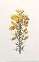 Ulex (Furze) - Foto op Forex - 60 x 90 cm