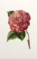 Camelia Aquarel (Camelia) - Foto op Forex - 80 x 120 cm