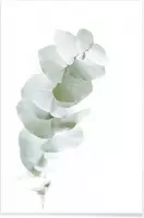 JUNIQE - Poster Eucalyptus White 1 -40x60 /Groen & Wit