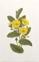 Hibbertia Aquarel (Hibbertia) - Foto op Forex - 100 x 150 cm