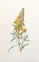 Vlasbekje (Toad Flax) - Foto op Forex - 60 x 90 cm